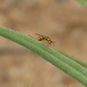 Torymidae (family) at Acton, ACT - 22 Dec 2019 11:11 AM