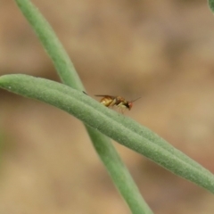 Torymidae (family) at Acton, ACT - 22 Dec 2019 11:11 AM