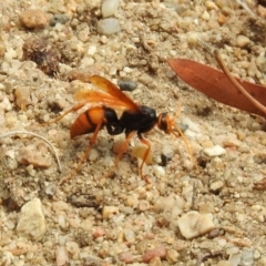 Cryptocheilus sp. (genus) (Spider wasp) at ANBG - 22 Dec 2019 by RodDeb