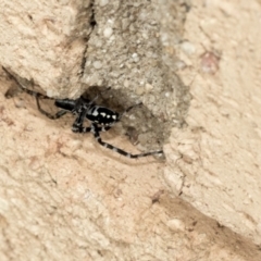 Nyssus albopunctatus (White-spotted swift spider) at Higgins, ACT - 18 Dec 2019 by AlisonMilton