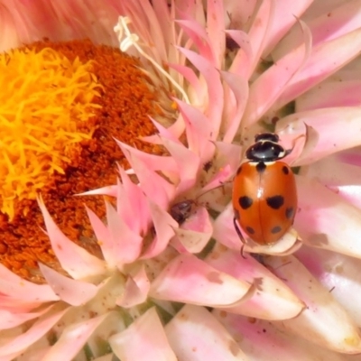 Hippodamia variegata (Spotted Amber Ladybird) at Acton, ACT - 21 Dec 2019 by RodDeb