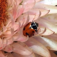 Hippodamia variegata at Acton, ACT - 22 Dec 2019 10:13 AM