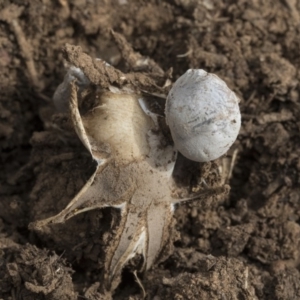 Geastrum sp. at Higgins, ACT - 6 Sep 2019