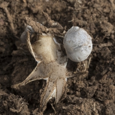 Geastrum sp. (Geastrum sp.) at Higgins, ACT - 6 Sep 2019 by Alison Milton