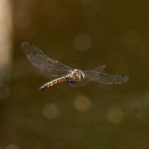 Hemicordulia australiae at Acton, ACT - 22 Dec 2019