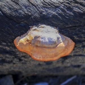 Trametes (old Pycnoporus sp.) at Bruce, ACT - 25 Aug 2019