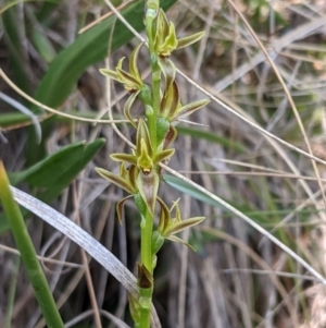 Paraprasophyllum sphacelatum at Cotter River, ACT - suppressed