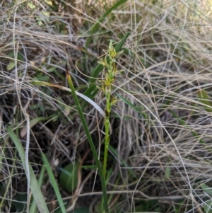 Paraprasophyllum sphacelatum at Cotter River, ACT - suppressed