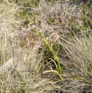 Paraprasophyllum sphacelatum at Cotter River, ACT - suppressed