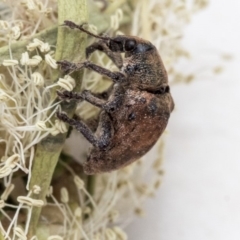 Gonipterus sp. (genus) at Scullin, ACT - 13 Dec 2019 03:12 PM