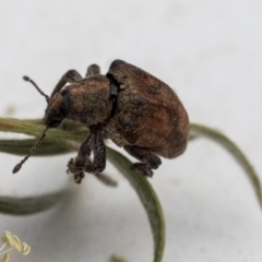 Gonipterus sp. (genus) at Scullin, ACT - 13 Dec 2019 03:12 PM