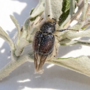 Liparetrus sp. (genus) at Scullin, ACT - 12 Dec 2019