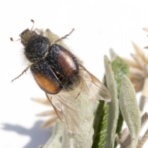 Liparetrus sp. (genus) at Scullin, ACT - 12 Dec 2019