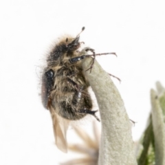 Liparetrus sp. (genus) at Scullin, ACT - 12 Dec 2019