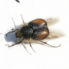 Liparetrus sp. (genus) at Scullin, ACT - 12 Dec 2019