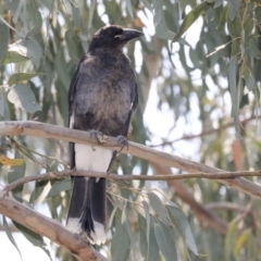 Strepera graculina (Pied Currawong) at ANU Dickson Precinct - 11 Dec 2019 by AlisonMilton