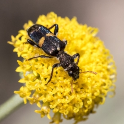 Eleale pulchra (Clerid beetle) at Higgins, ACT - 7 Dec 2019 by AlisonMilton