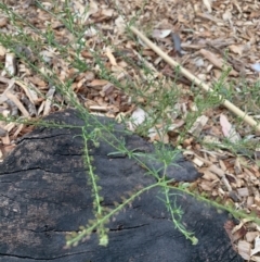 Lepidium africanum (Common Peppercress) at Weston, ACT - 23 Dec 2019 by AliceH