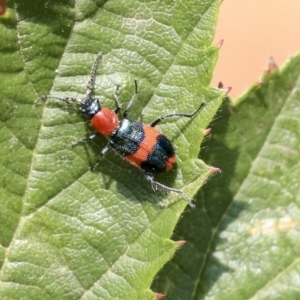 Dicranolaius bellulus at Acton, ACT - 11 Dec 2019 11:48 AM