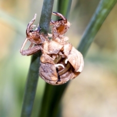 Psaltoda moerens (Redeye cicada) at Acton, ACT - 11 Dec 2019 by AlisonMilton