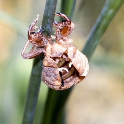 Psaltoda moerens (Redeye cicada) at ANU Dickson Precinct - 11 Dec 2019 by AlisonMilton