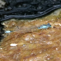 Ischnura heterosticta (Common Bluetail Damselfly) at Acton, ACT - 22 Dec 2019 by RodDeb