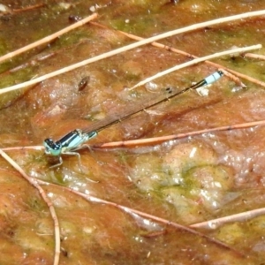 Ischnura heterosticta at Acton, ACT - 22 Dec 2019