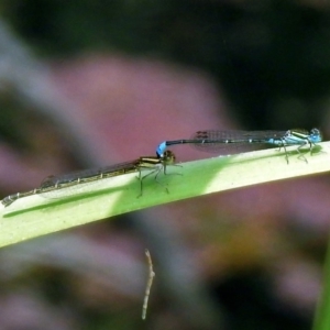 Austroagrion watsoni at Acton, ACT - 22 Dec 2019 02:21 PM