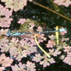 Austroagrion watsoni at Acton, ACT - 22 Dec 2019