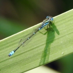 Austroagrion watsoni at Acton, ACT - 22 Dec 2019 02:21 PM