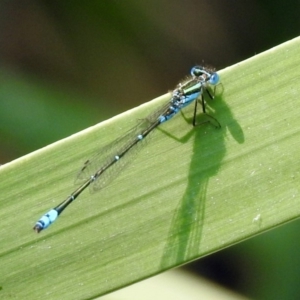 Austroagrion watsoni at Acton, ACT - 22 Dec 2019 02:21 PM