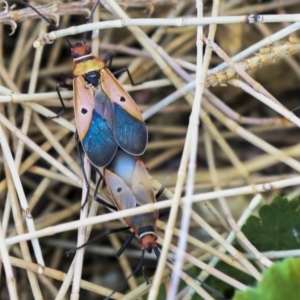 Dysdercus sidae at Acton, ACT - 11 Dec 2019