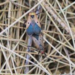 Dysdercus sidae at Acton, ACT - 11 Dec 2019