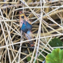 Dysdercus sidae at Acton, ACT - 11 Dec 2019