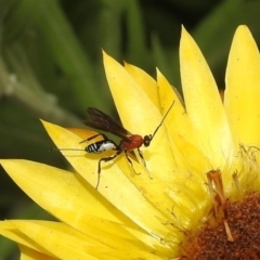 Braconidae (family) (Unidentified braconid wasp) at Acton, ACT - 21 Dec 2019 by RodDeb