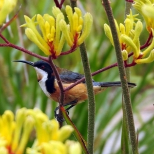 Acanthorhynchus tenuirostris at Acton, ACT - 22 Dec 2019