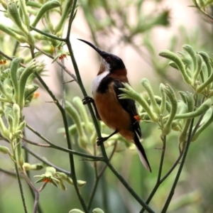 Acanthorhynchus tenuirostris at Acton, ACT - 22 Dec 2019