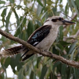 Dacelo novaeguineae at Hackett, ACT - 22 Dec 2019