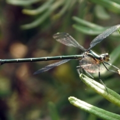 Austroargiolestes icteromelas at Acton, ACT - 22 Dec 2019 02:20 PM