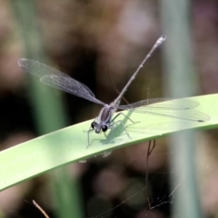 Austroargiolestes icteromelas at Acton, ACT - 22 Dec 2019 02:20 PM