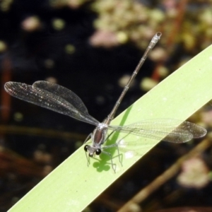 Austroargiolestes icteromelas at Acton, ACT - 22 Dec 2019 02:20 PM