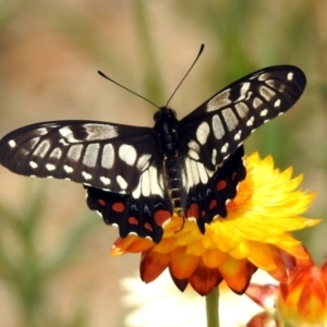 Papilio anactus at Acton, ACT - 22 Dec 2019