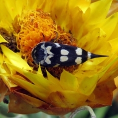 Hoshihananomia leucosticta (Pintail or Tumbling flower beetle) at Acton, ACT - 21 Dec 2019 by RodDeb