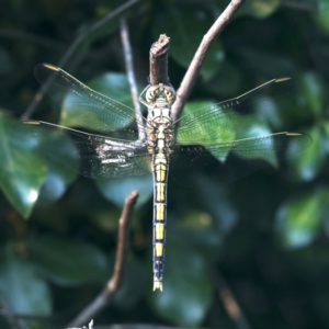 Orthetrum caledonicum at Ainslie, ACT - 21 Dec 2019 07:02 AM