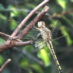 Orthetrum caledonicum at Ainslie, ACT - 21 Dec 2019