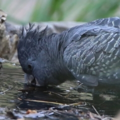 Callocephalon fimbriatum (Gang-gang Cockatoo) at Acton, ACT - 22 Dec 2019 by RodDeb