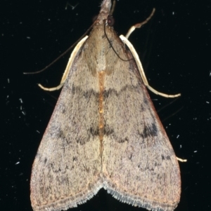 Uresiphita ornithopteralis at Ainslie, ACT - 21 Dec 2019