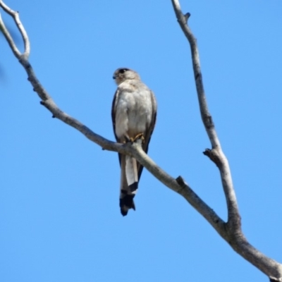 Falco cenchroides (Nankeen Kestrel) at Woodlands, NSW - 12 Jan 2017 by JanHartog