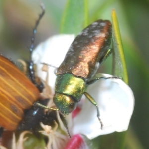 Diphucrania cupripennis at Nimmo, NSW - 22 Dec 2019 12:45 PM