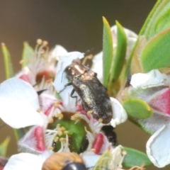 Diphucrania cupripennis at Nimmo, NSW - 22 Dec 2019